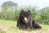 BOUVIER DES FLANDRES 397